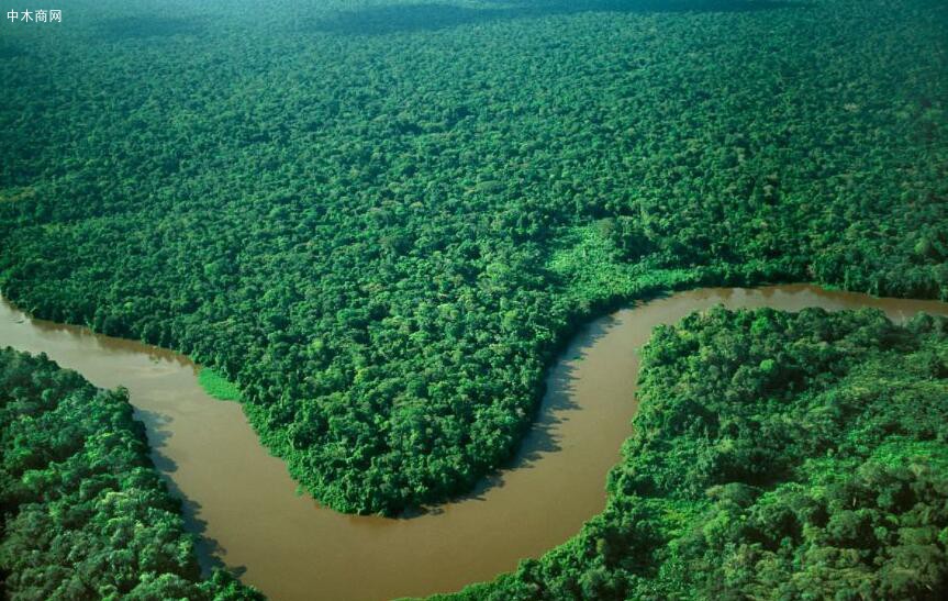 近30多年巴西森林面积缩小60万平方公里