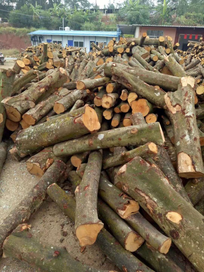 广西钦廉林场木材产销“三增长”
