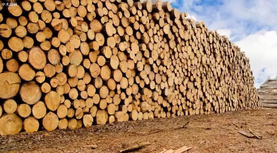国外热带材需求旺盛或将推高我国木材价格