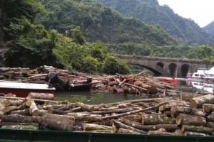 浙江上海等地木材商家通过停工等应对强台风来袭