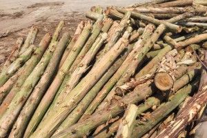 广西桉木原材料在进一步涨价
