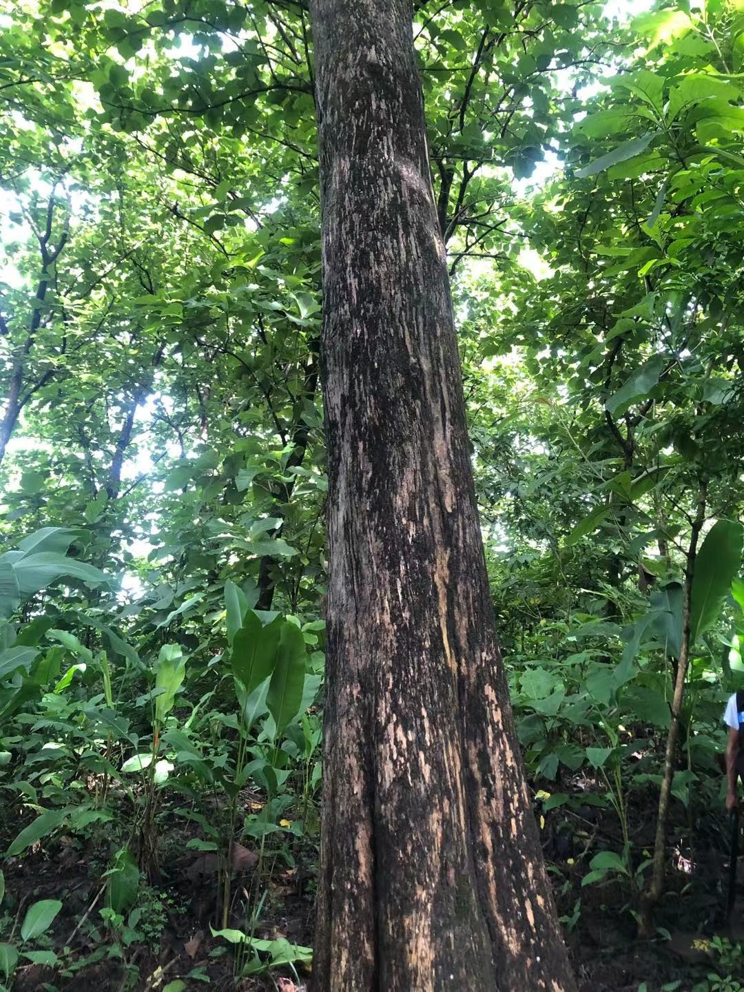 危地马拉Teak wood 及其它原木和木板