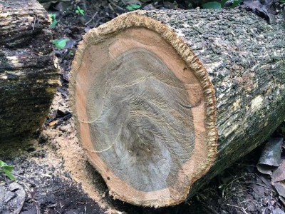 危地马拉Teak wood 及其它原木和木板