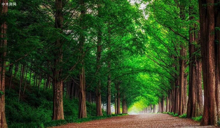 广西南宁树木园提前完成2021年木材销售任务