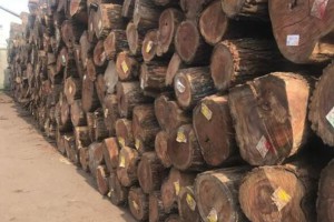 南美木材货紧与产地雨季延长有关