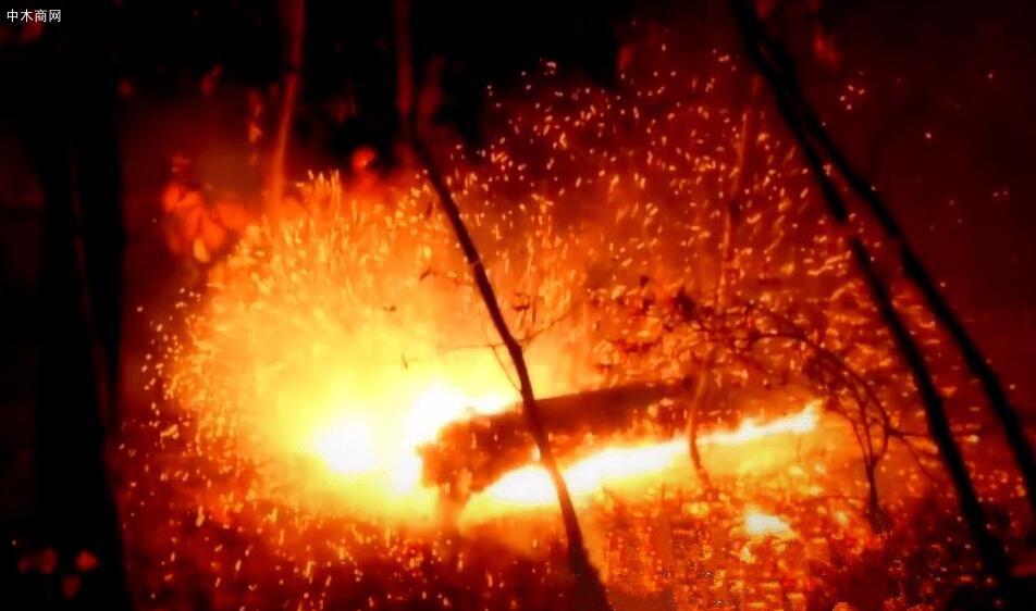 比较新研究揭示重大森林火灾成因