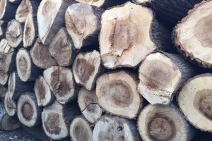 丰林拟将部分钦州丰林木材加工产业园后续投资计划