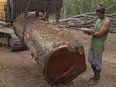 厄瓜多尔琥珀木雨木原木林场直签金合欢木南美洲木材高端图3