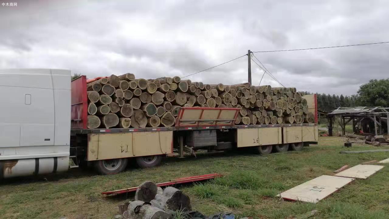 巴拉圭绿檀香原木视频