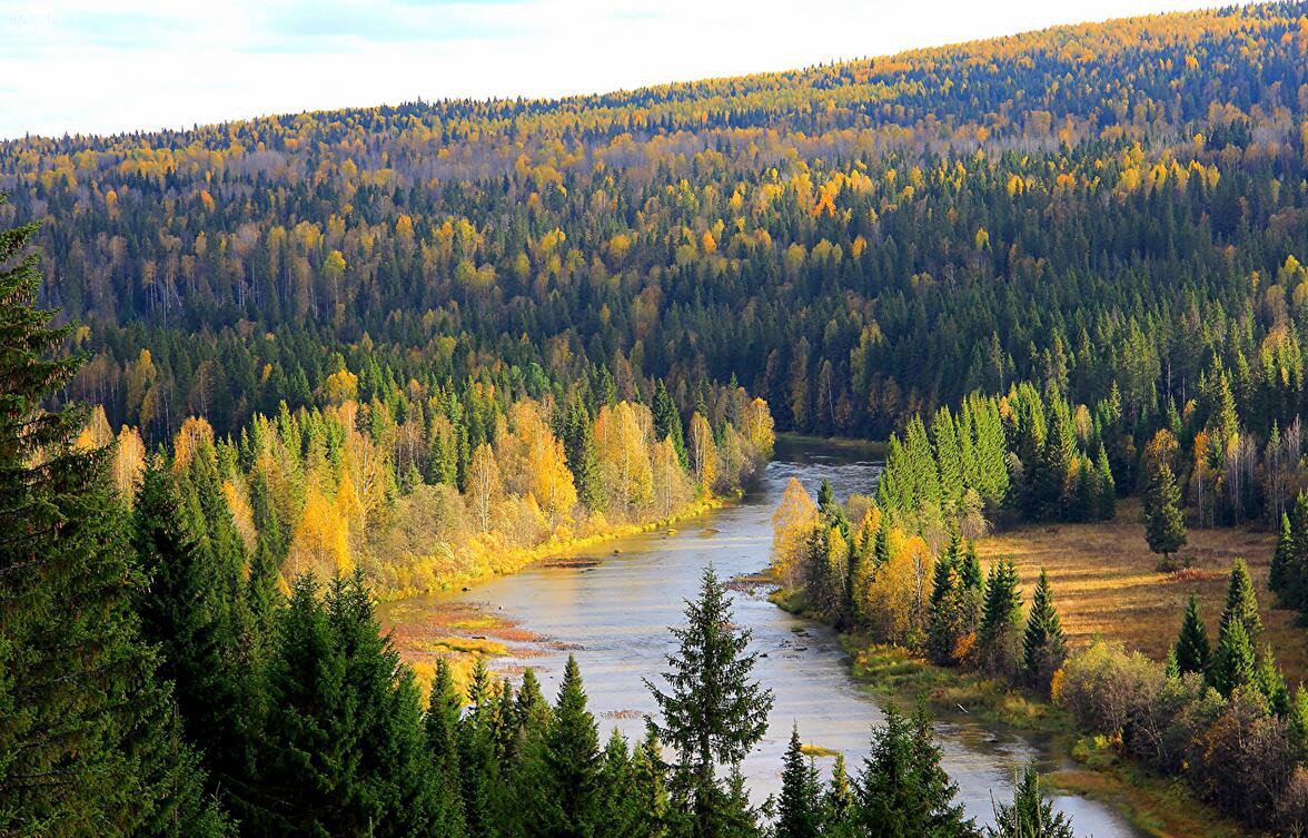 普京称俄罗斯正采取有力措施保护森林