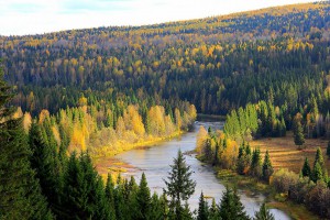 普京称俄罗斯正采取有力措施保护森林
