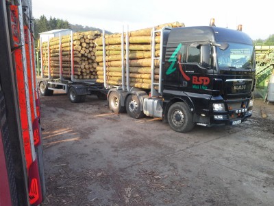 德国云杉原木期货图2