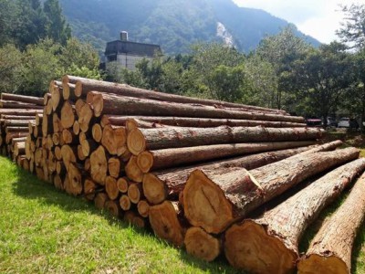 德国云杉原木期货图3