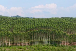 河北省将新增2个国家林业产业示范园区