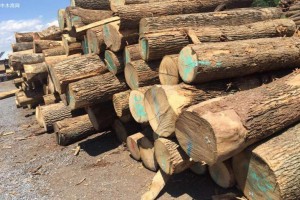 预计2021年中国进口德国针叶材原木超过1000万立方米