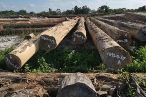 伐木包工头偷卖20吨木材，5个月后终落网