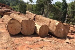 黄埔海关5.2亿元走私进口木材案引业内广泛关注