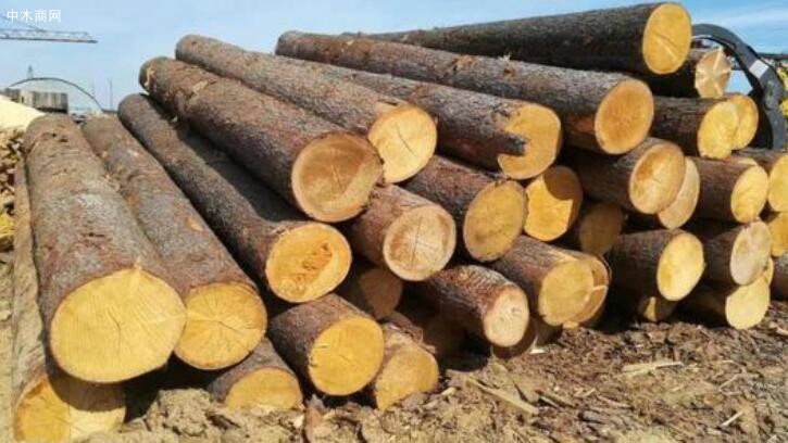 2021年俄罗斯木材产量增幅较大