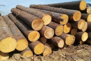 2021年俄罗斯木材产量增幅较大