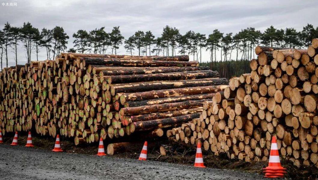 2021年德国受损木材砍伐量减少近1700万立方米