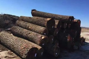 目前有26家大型公司的木材产能超过160万立方米