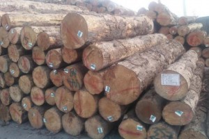 新西兰原木企业寄希望于明年一季度