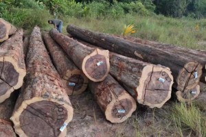 40万立方米南美木材滞留印度港口