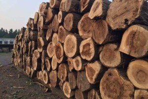 木材加工厂大量收购杨树原木木材公司