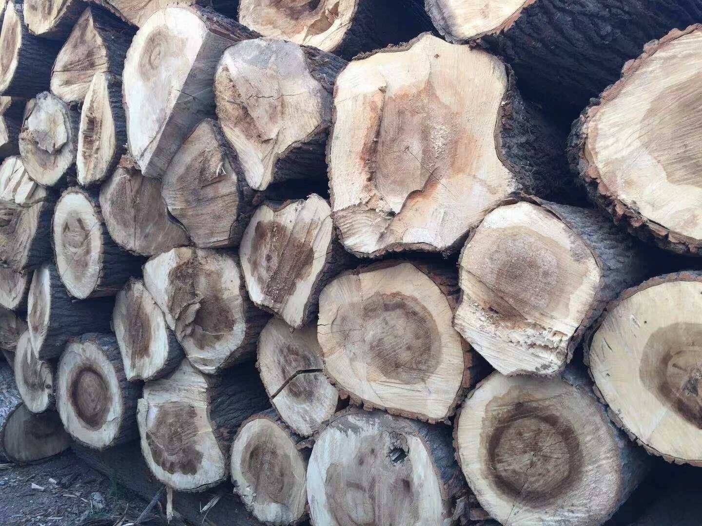 大量收购杨树杨木木材原木图片