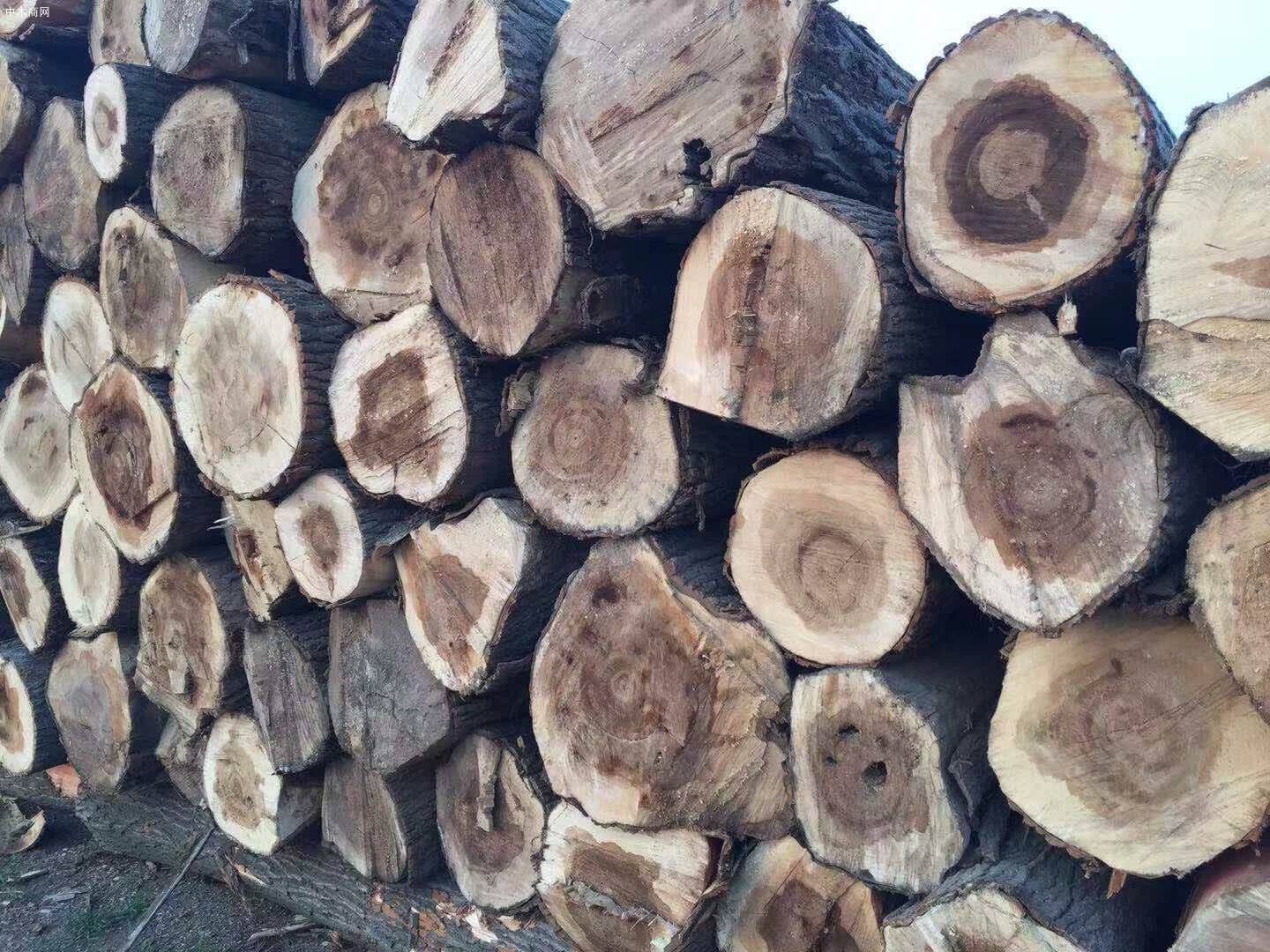 木材加工厂大量收购杨树原木木材公司厂家