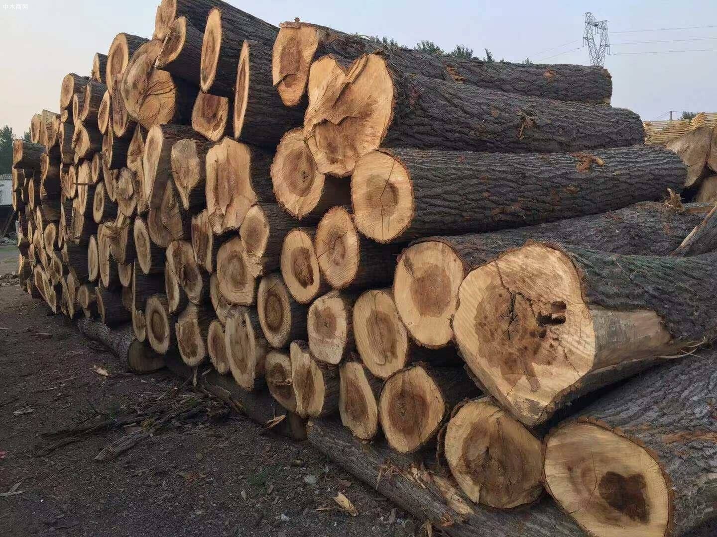 木材加工厂大量收购杨树原木木材公司批发