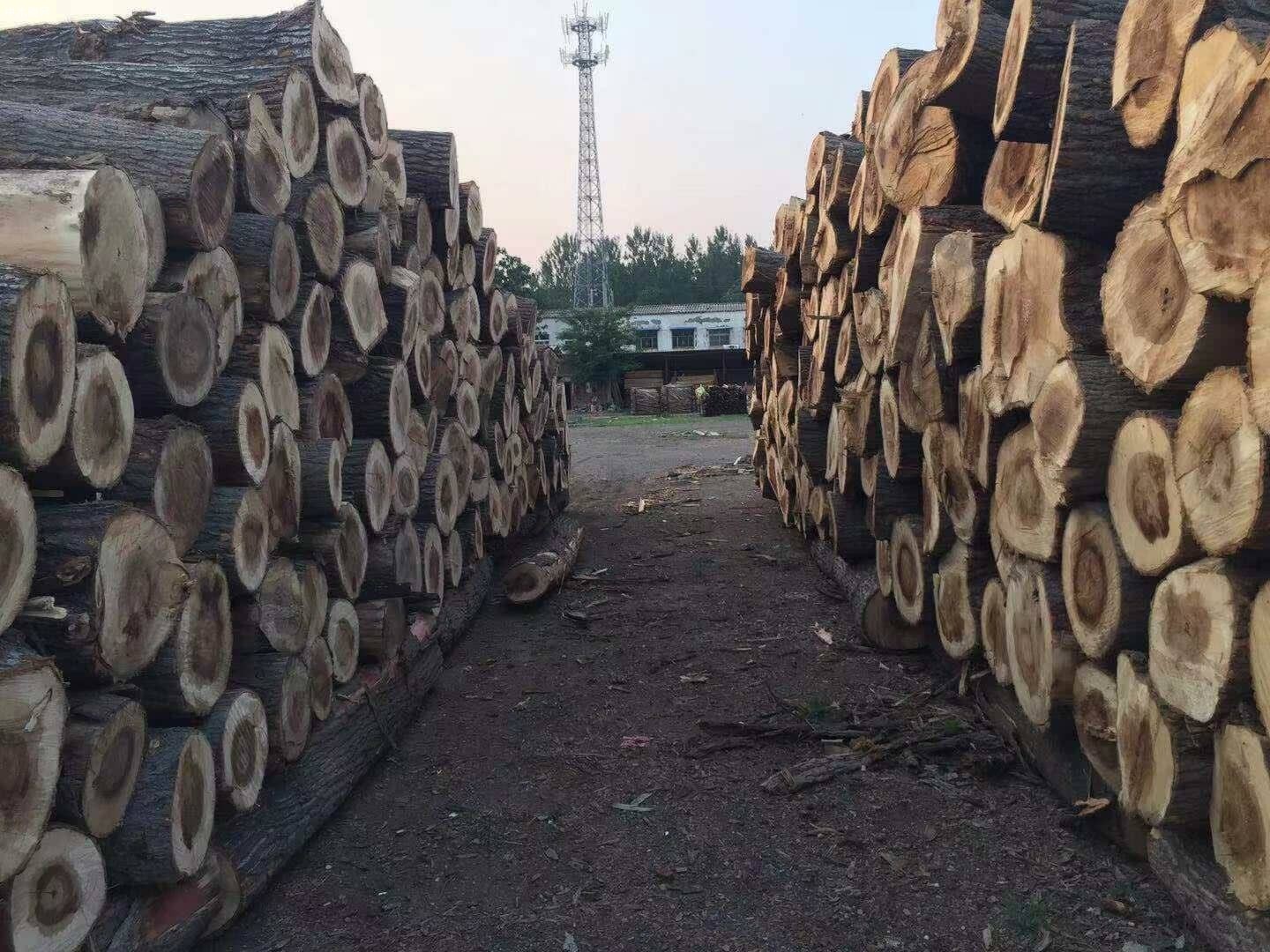大量收购杨树木材公司品牌求购