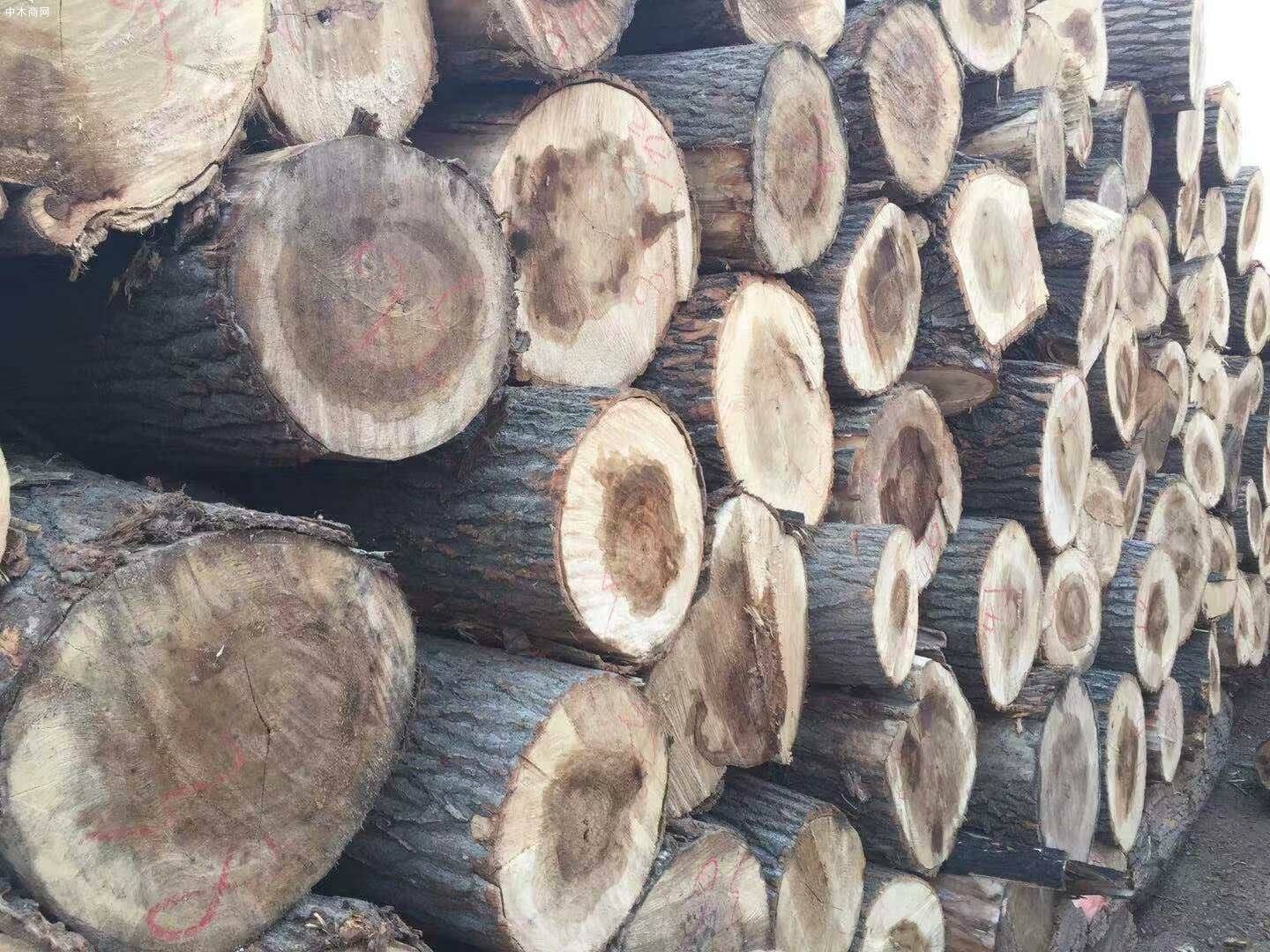 木材加工厂大量收购杨树原木价格多少钱供应