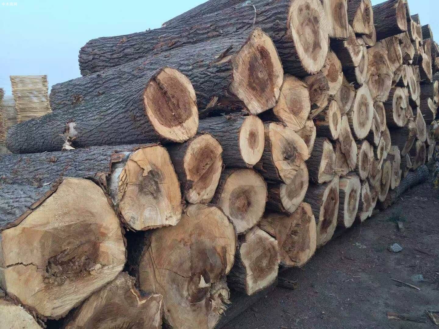 木材加工厂大量收购杨树原木木材公司厂家