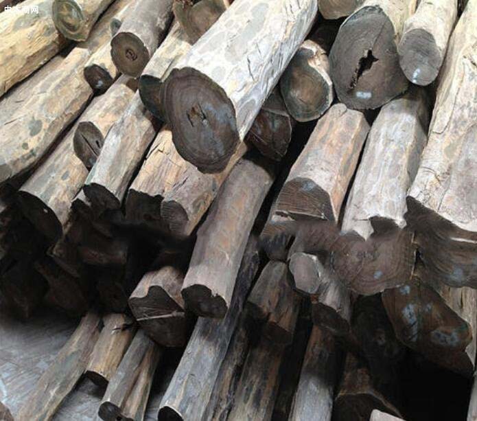 阿根廷有潜力成为木材市场的全球参与者
