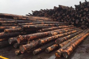加拿大联邦政府加大力度开拓亚太木材市场