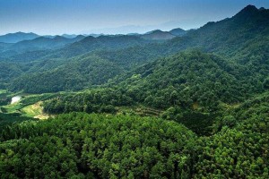 福建林业产业化龙头企业增至222家