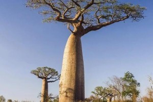 世界树木之最的相关知识有哪些?