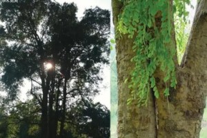 老挝黑酸枝是国标红木吗及老挝黑酸枝属于什么档次的木材?
