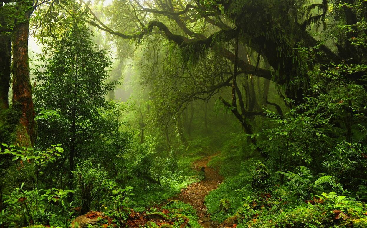 印尼政府撤销了300万公顷的森林许可证