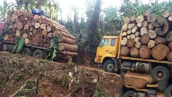 缅甸查获70多吨走私木材