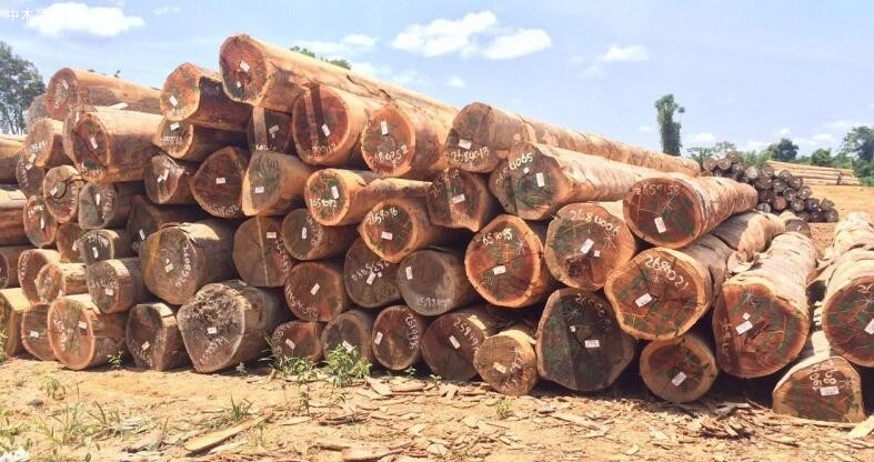 南美木材进口近期到货比较集