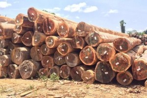 南美木材进口近期到货比较集