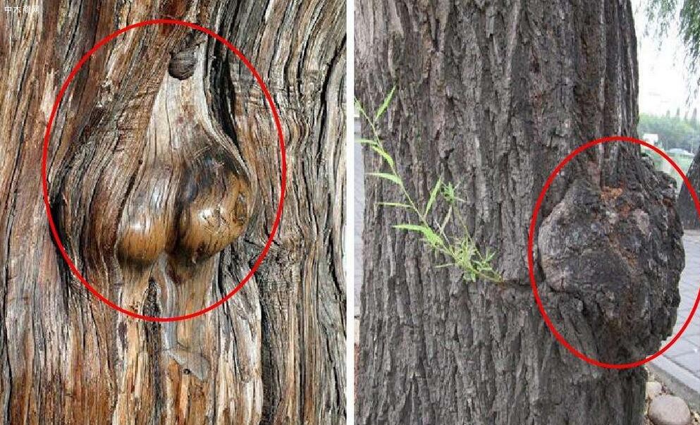 树上长的树瘤是怎么形成的图片