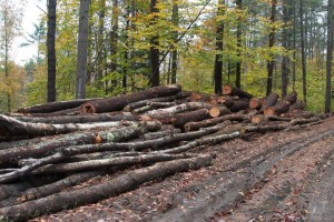 俄罗斯木材资源主要分布区域及主要木材情况