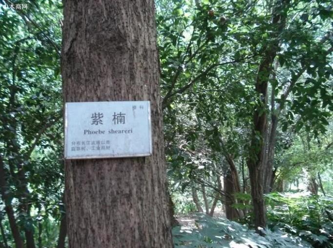 中国最珍贵的树木之一金丝楠木图片