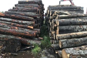 宁波海关提效助力中东欧国家木材进口量快速增长