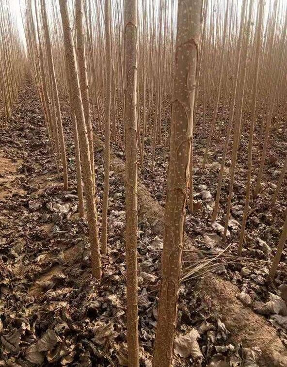 速生杨树苗什么品种好品牌