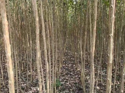宜昌丹红杨树苗价格上涨图5