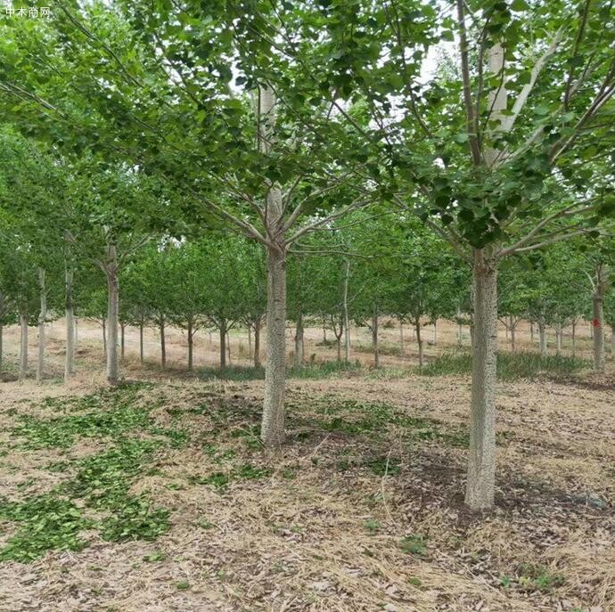 浅谈杨树苗种植技术及速生杨树苗如何管理